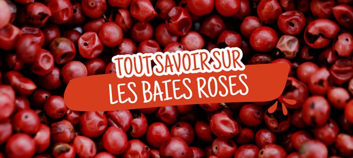 tout-savoir-baies-roses 