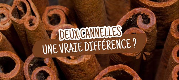 difference-cannelle-casse-chine-cannelle-ceylan 