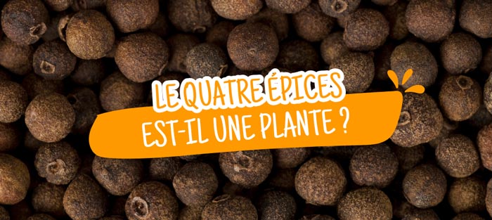 quatre-epice-plante 